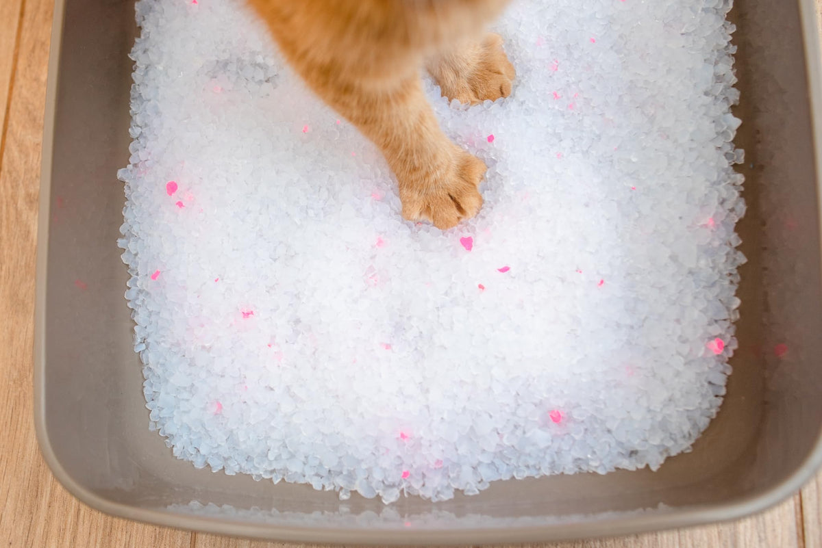 Unscented Dust Free Silica Gel Cat Litter 8 lb Bag A949053