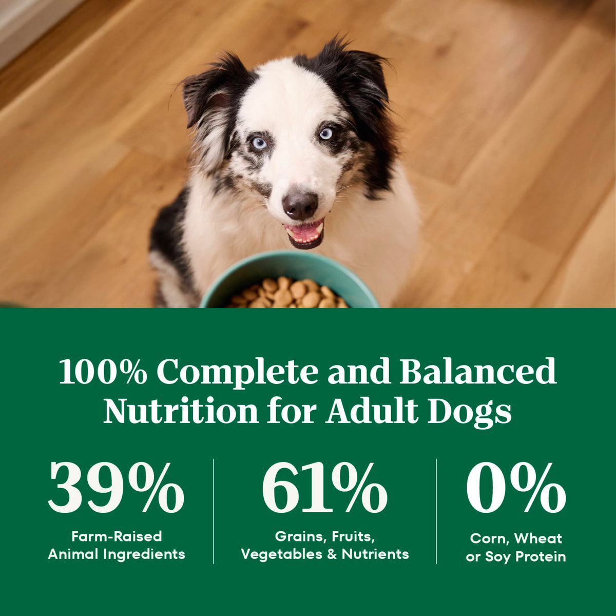 Adult Dry Dog Food, Lamb & Brown Rice Recipe, 36 lb J86241