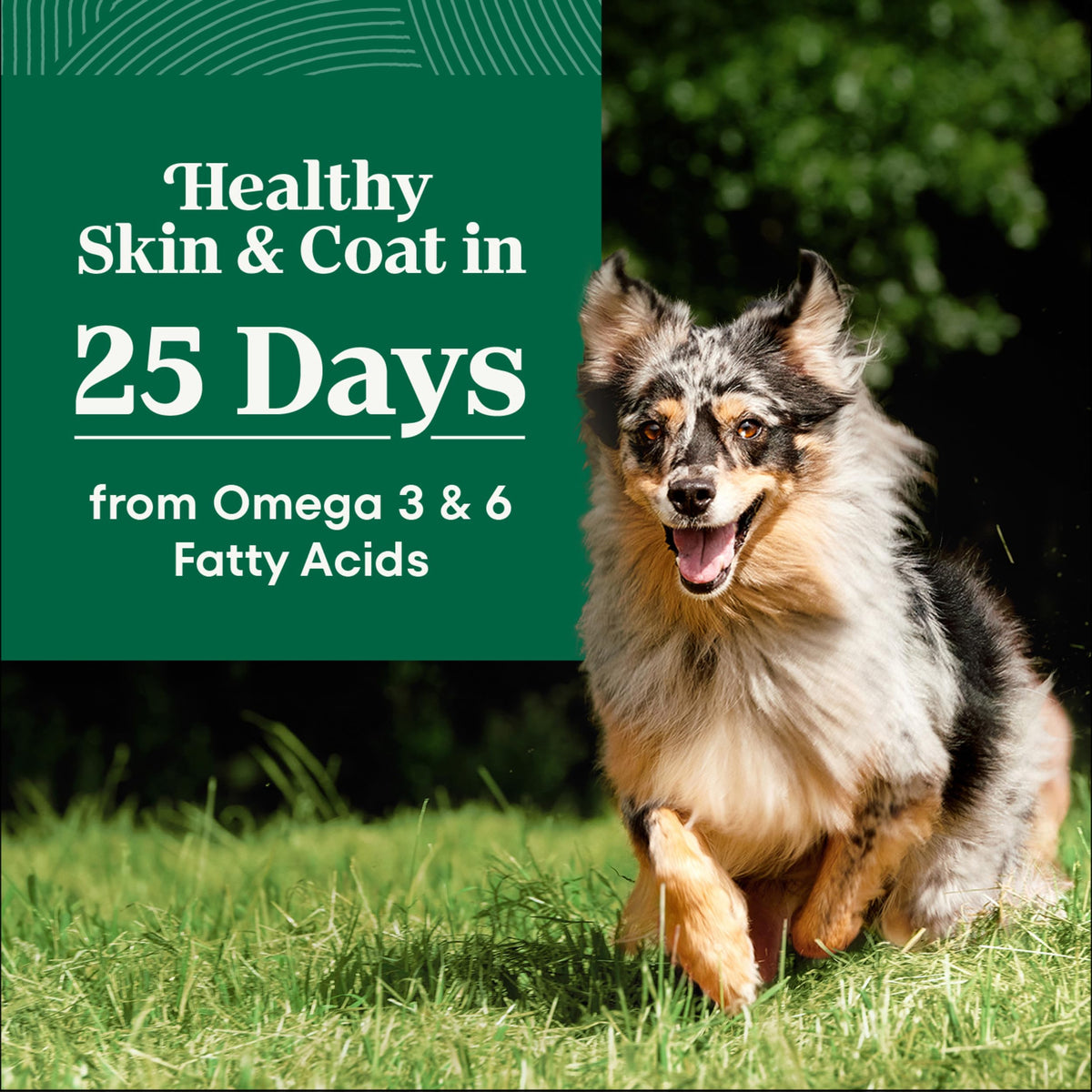 Adult Dry Dog Food, Lamb & Brown Rice Recipe, 36 lb J86241